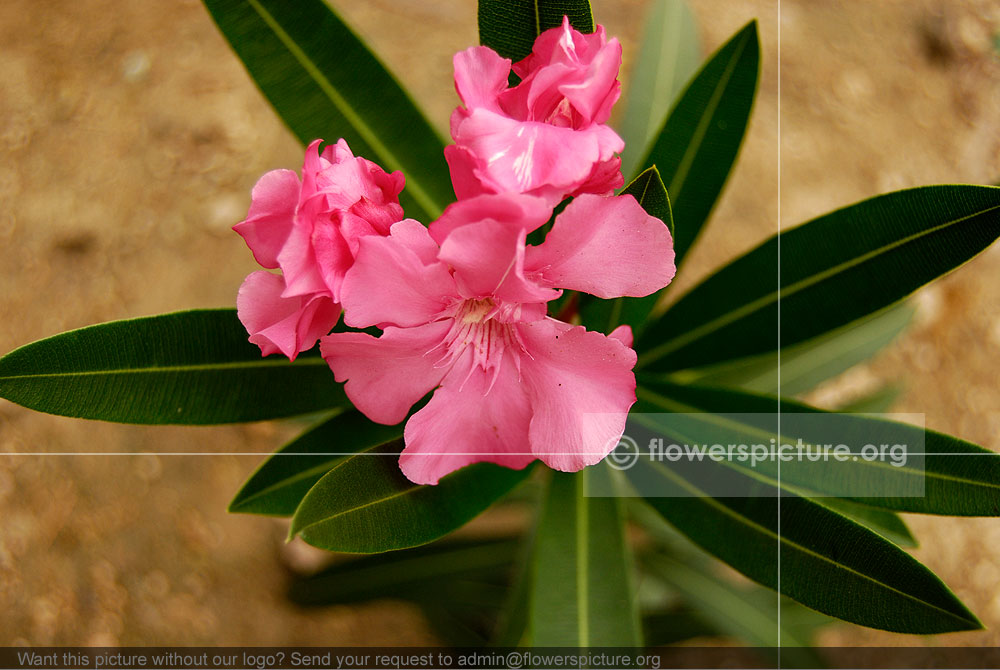 Nerium Oleander