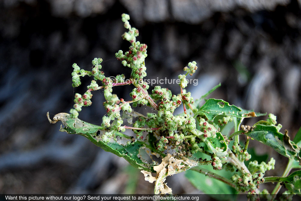 Nettle leaved goosefoot