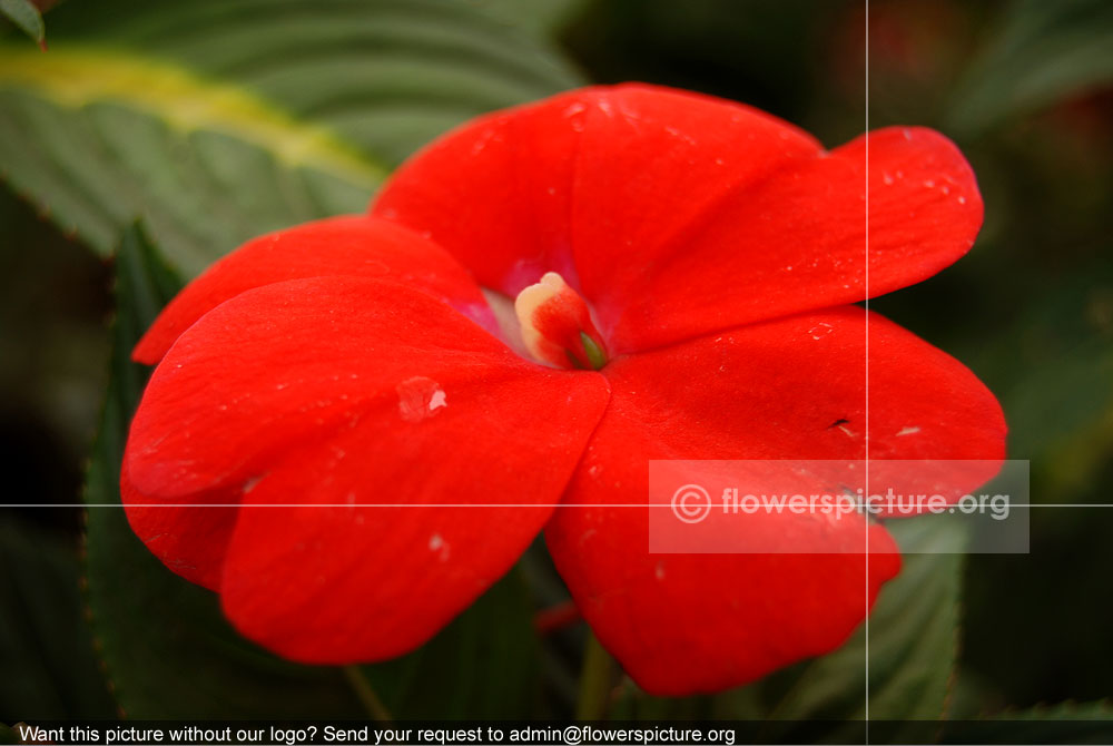 New Guinea Impatiens