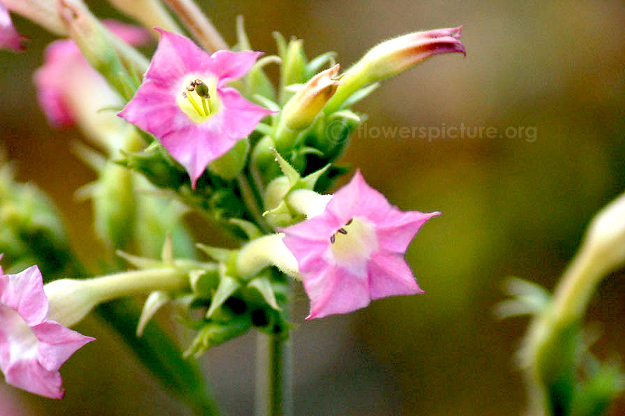 Nicotiana tabacum