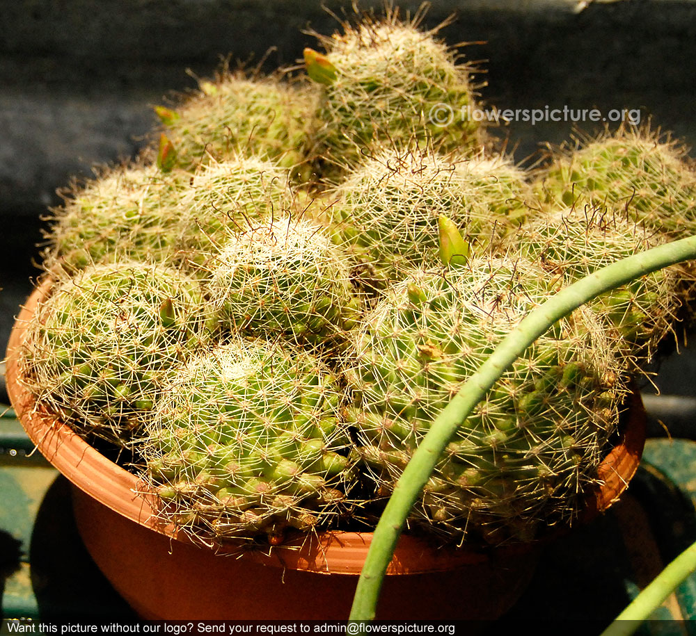 Nipple cactus