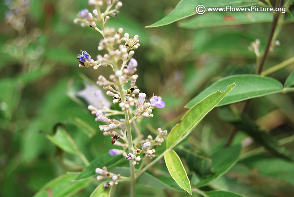 Nochi foliage & -flowers