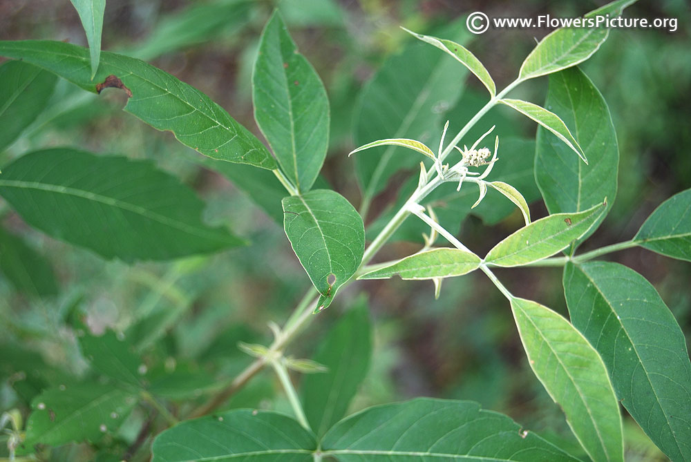 Nochi leaves