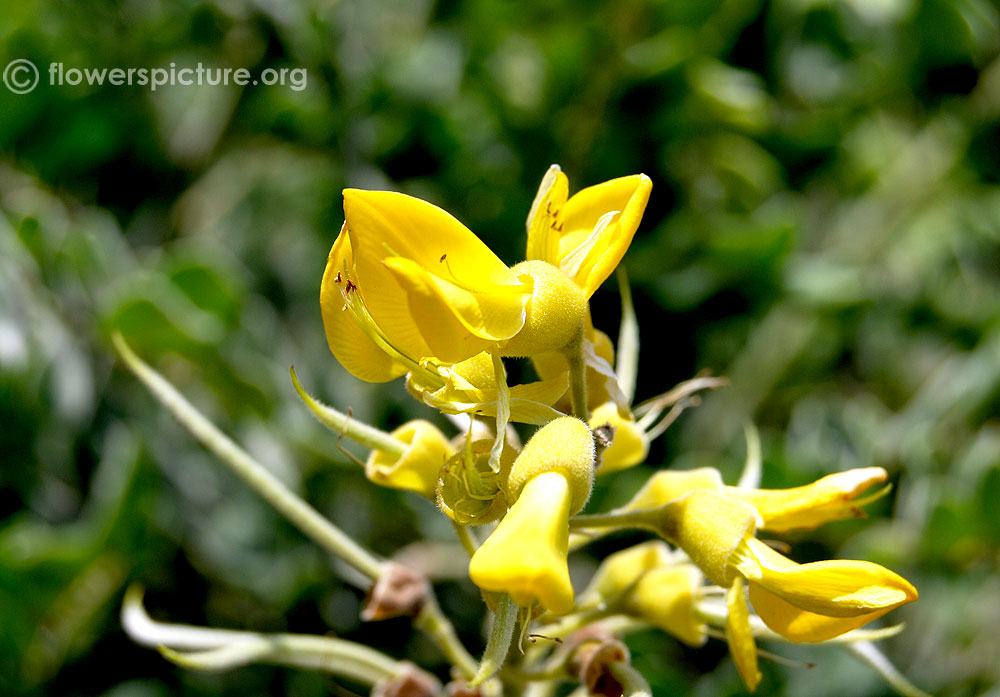 Silver bush flower close up view