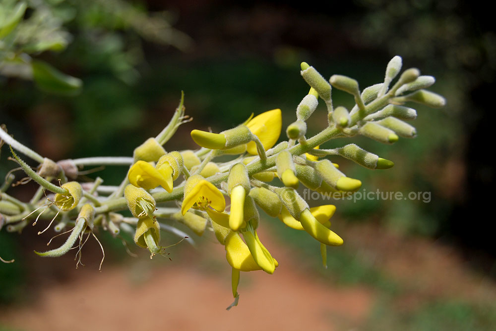 Silverbush flower buds with immature pods