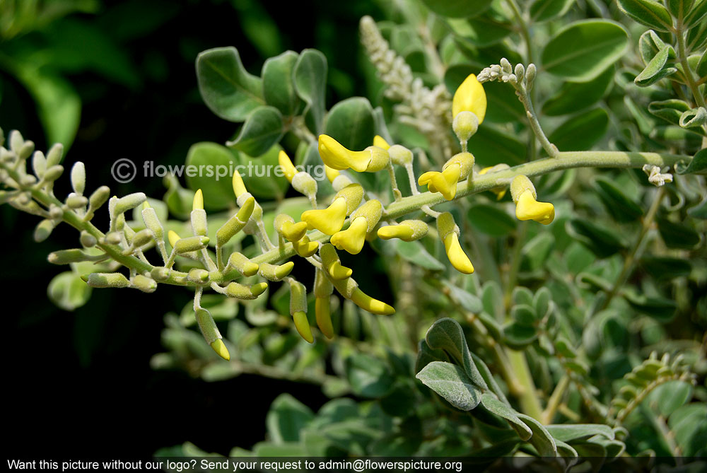 Sophora tomentosa flower spikes