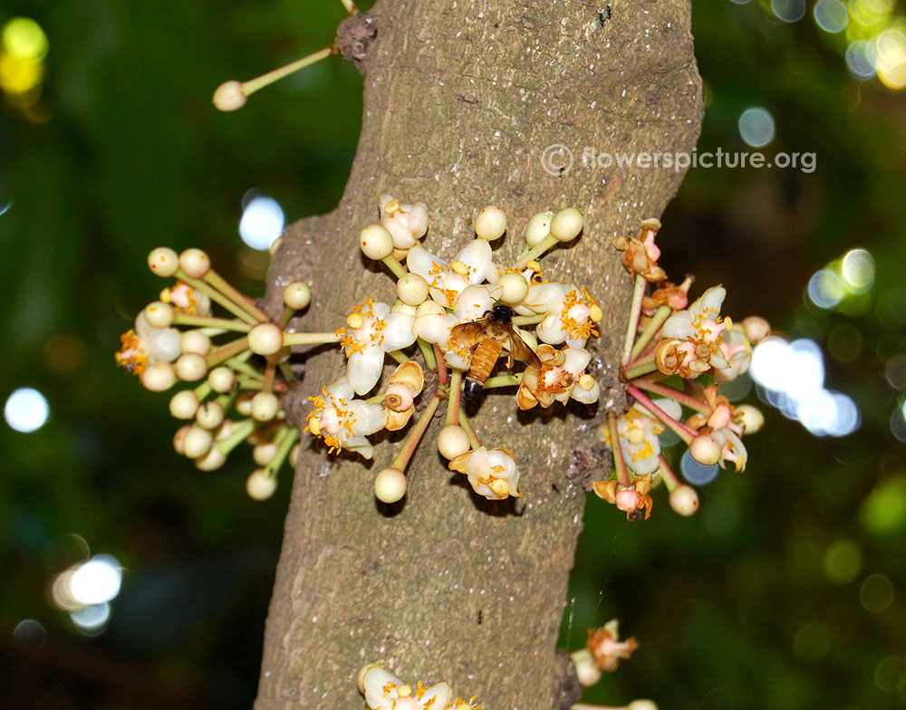 Ochrocarpos longifolius