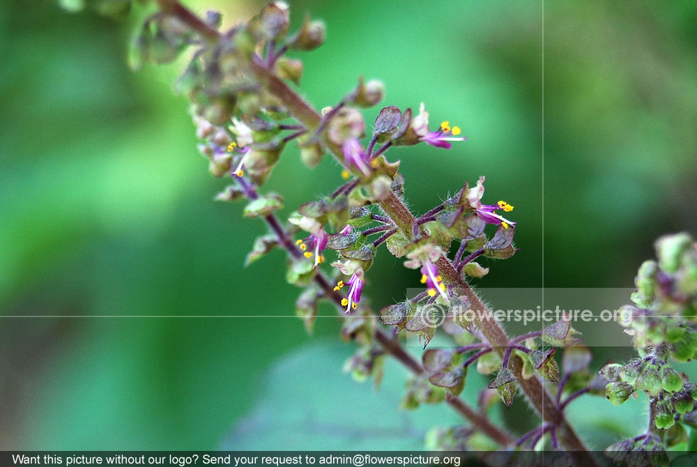 Ocimum tenuiflorum