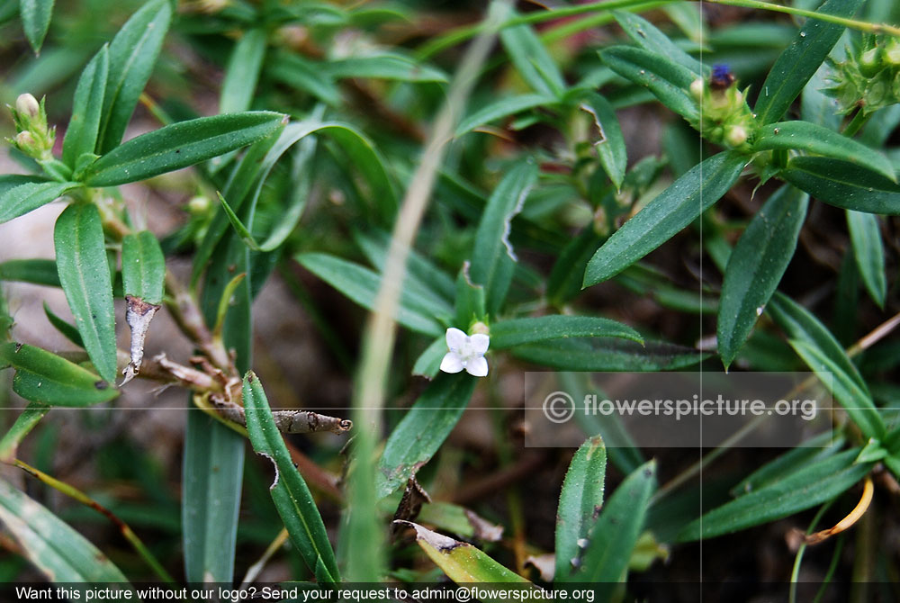 Oldenlandia herbacea