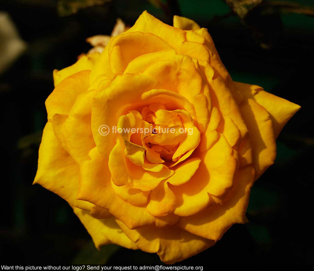 Rose Yellow