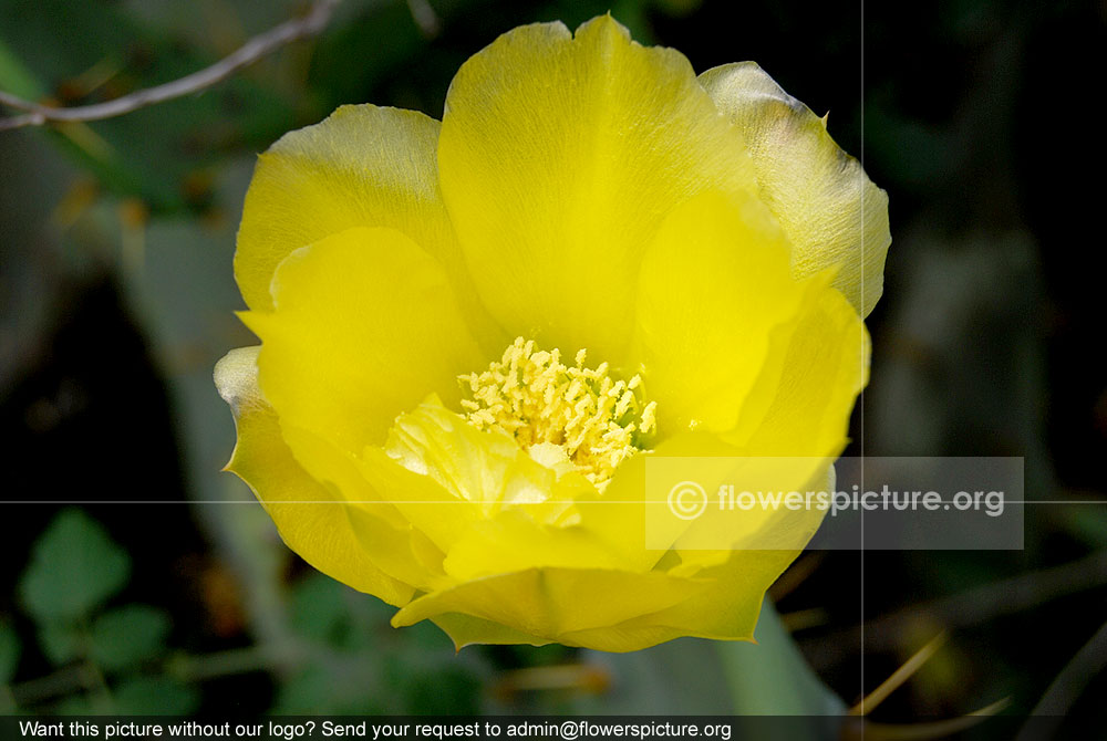 Opuntia monacantha