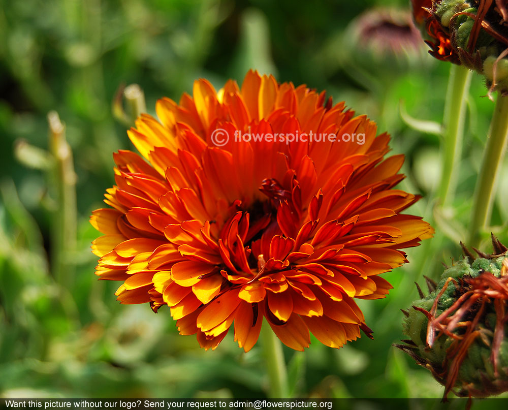 Orange Zinger Organic Calendula Flowers