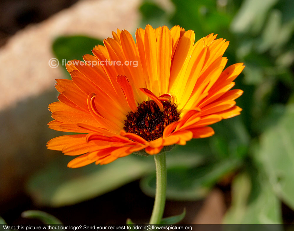 Orange calendula