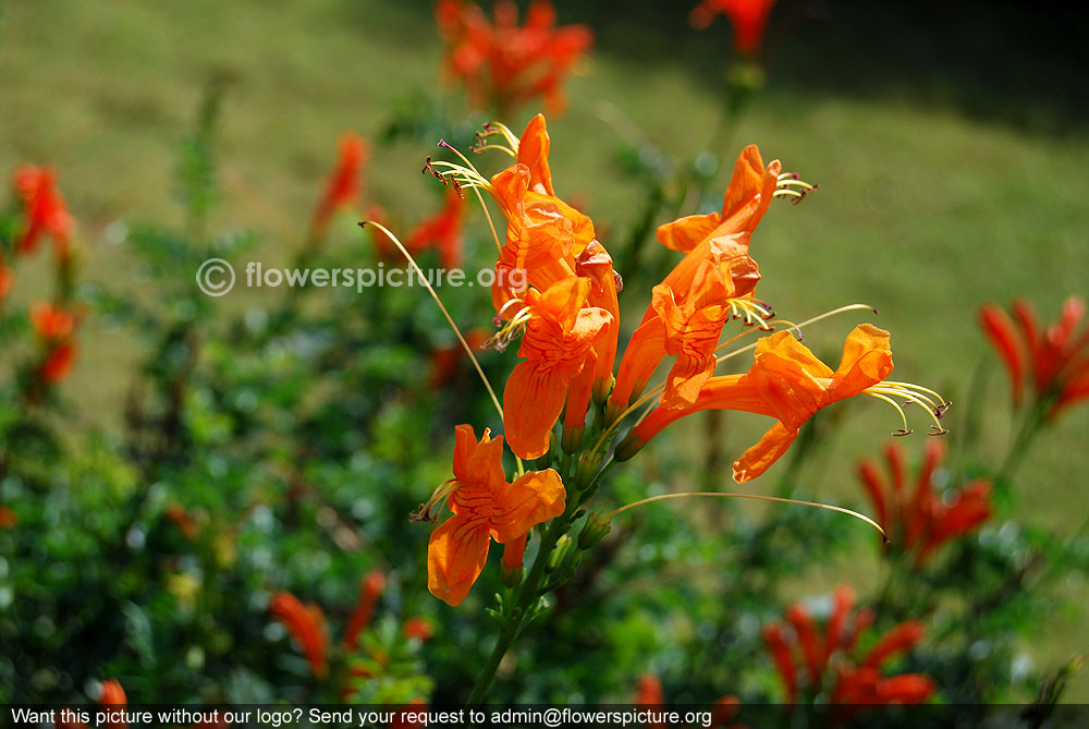 Orange cape honeysuckle