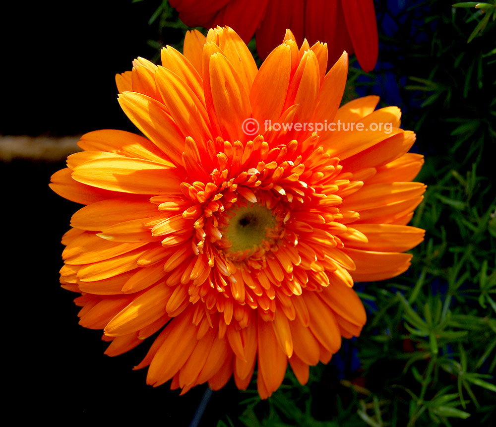 Gazania linearis