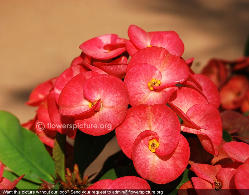 Orchid crown of thorns