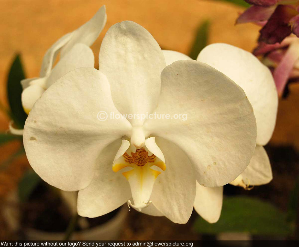 Orchid White