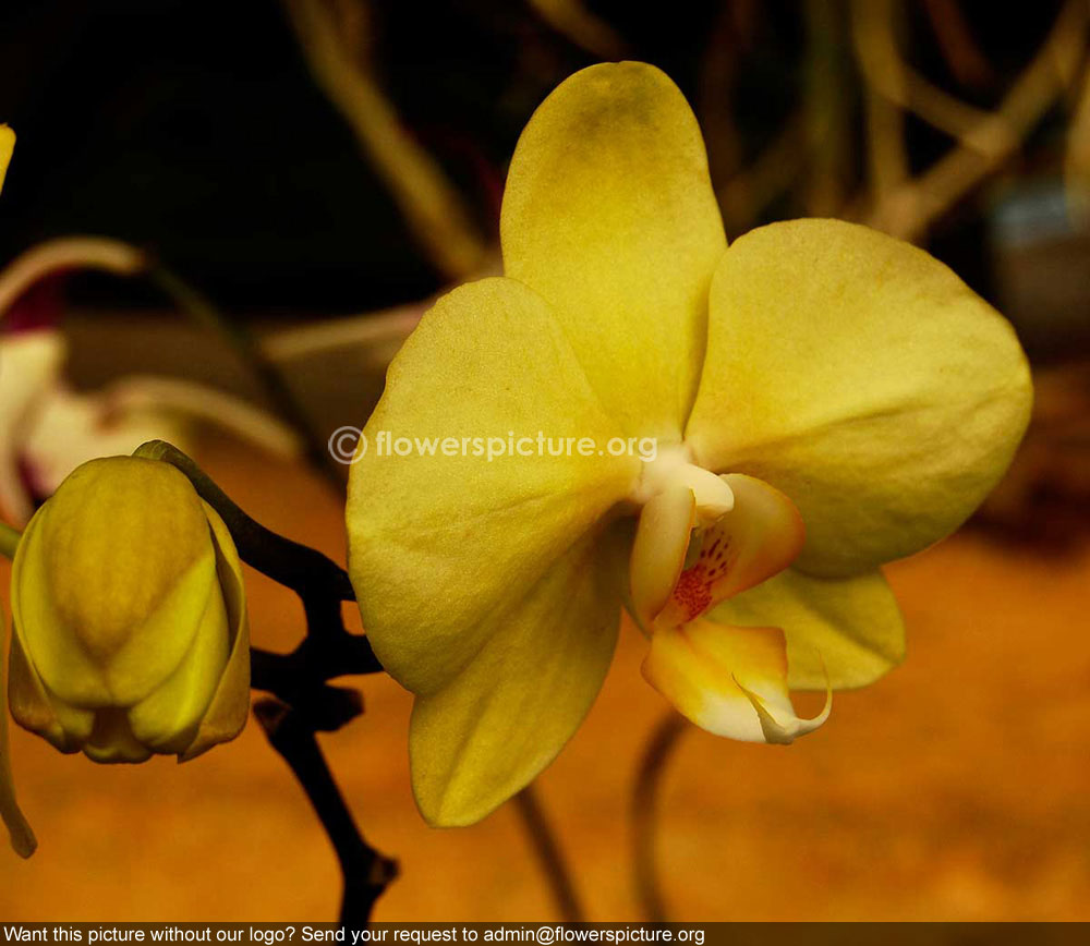 Orchid Yellow