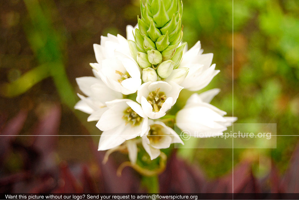 Ornithogalum thyrsoides