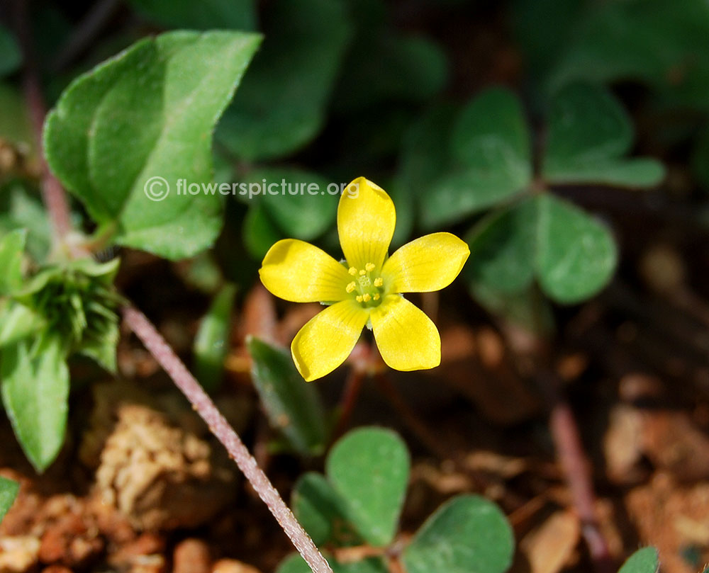 Oxalis corniculata