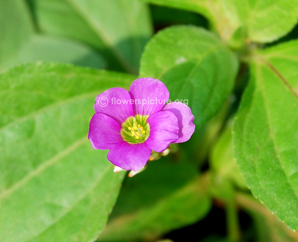 Oxalis debilis