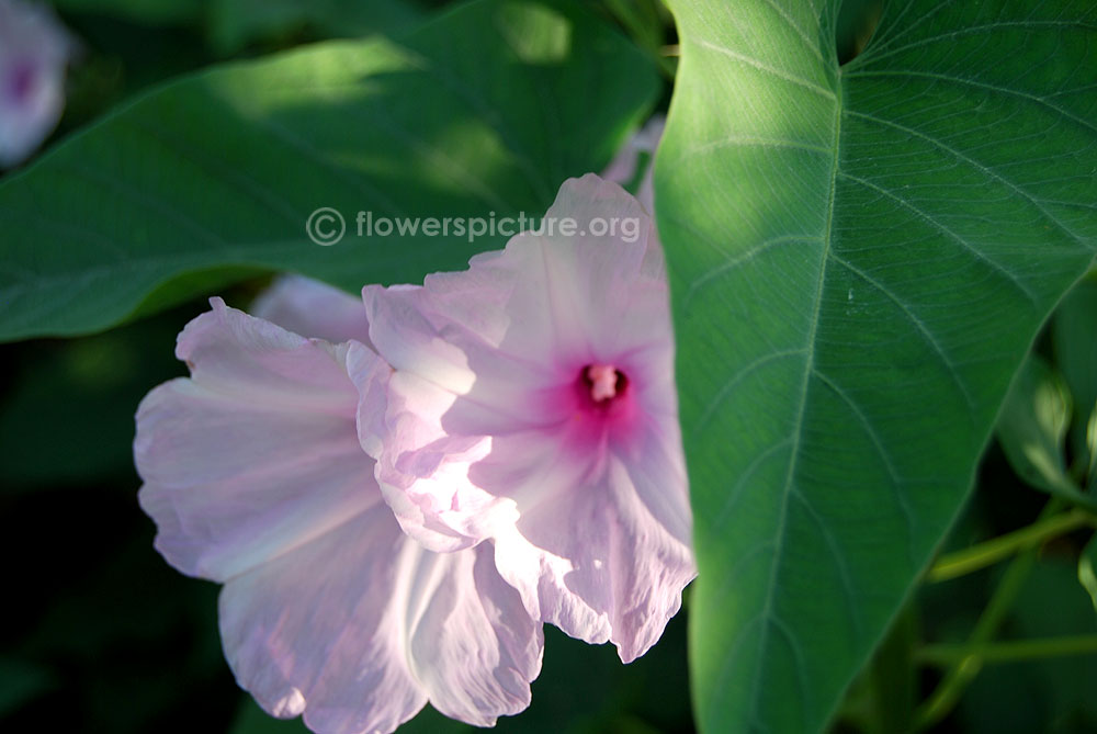 Bush morning glory