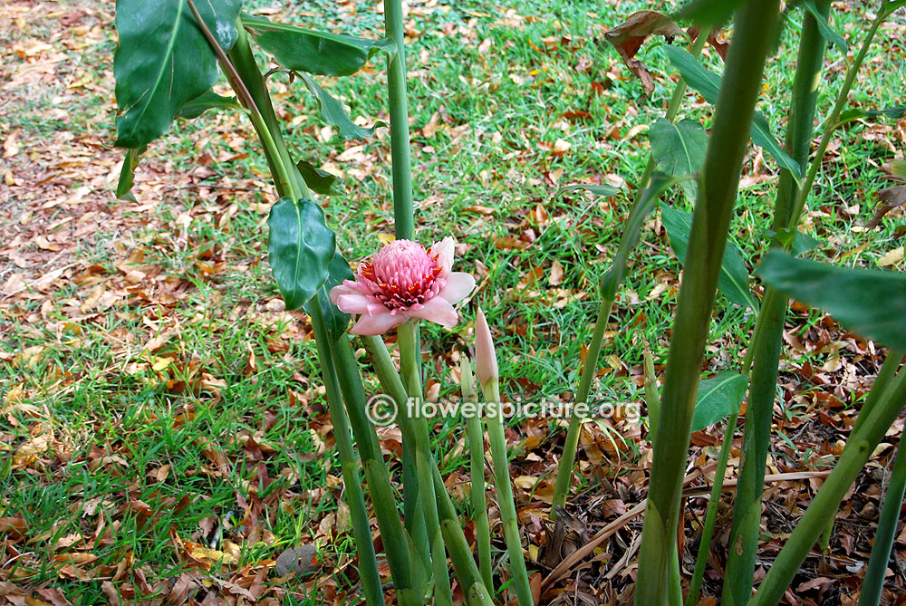 Etlingera elatior pink plant & foliage