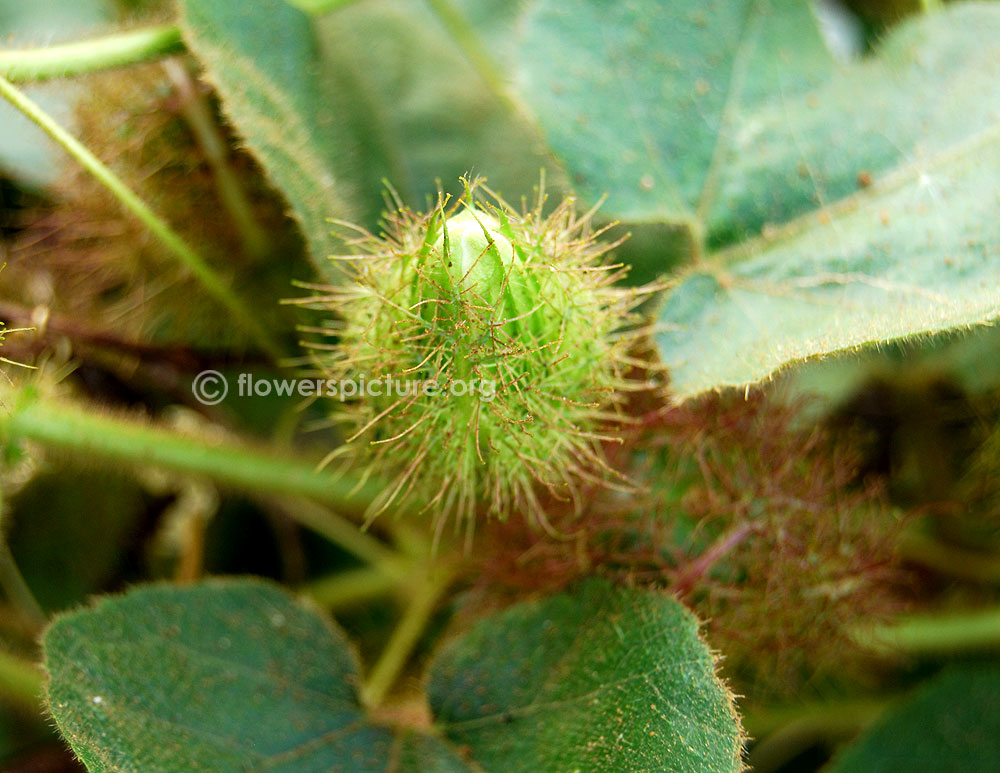 Flower buds covered with sepals