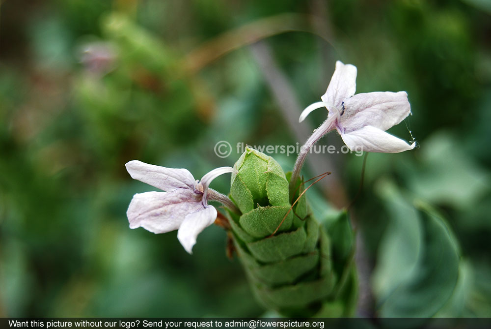 Gray color crossandra flower