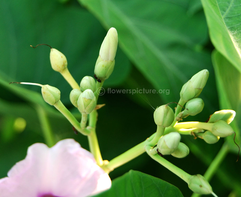 Ipomoea carnea flower buds