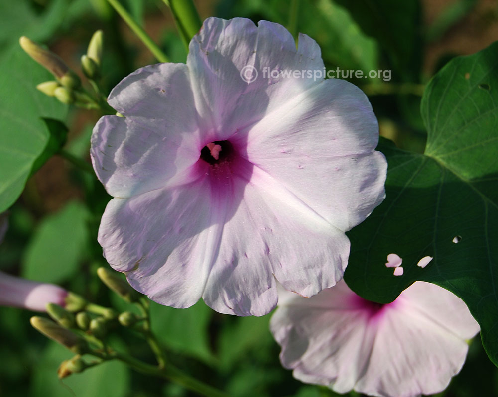 Ipomoea carnea flower single