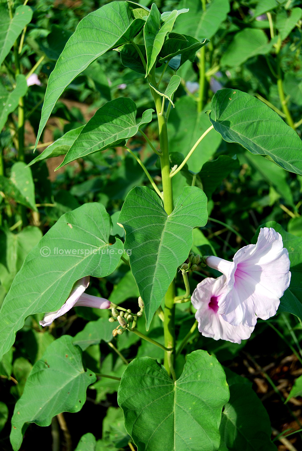 Ipomoea carnea flowers and foliage