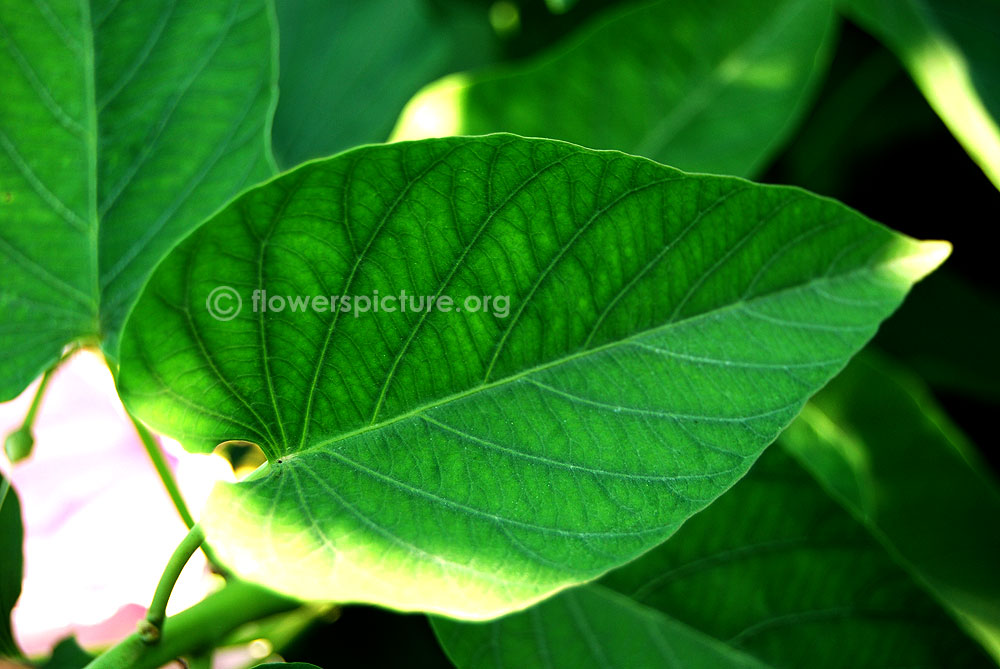 Ipomoea carnea leaf