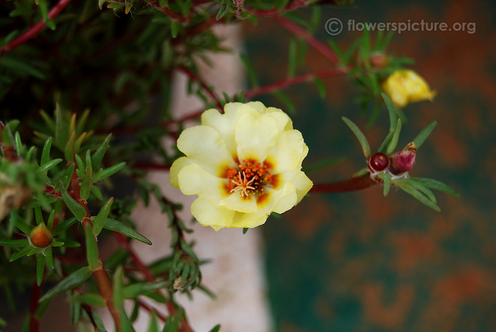 Lemon cream moss rose foliage