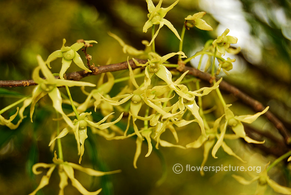 Mast tree flower close up view