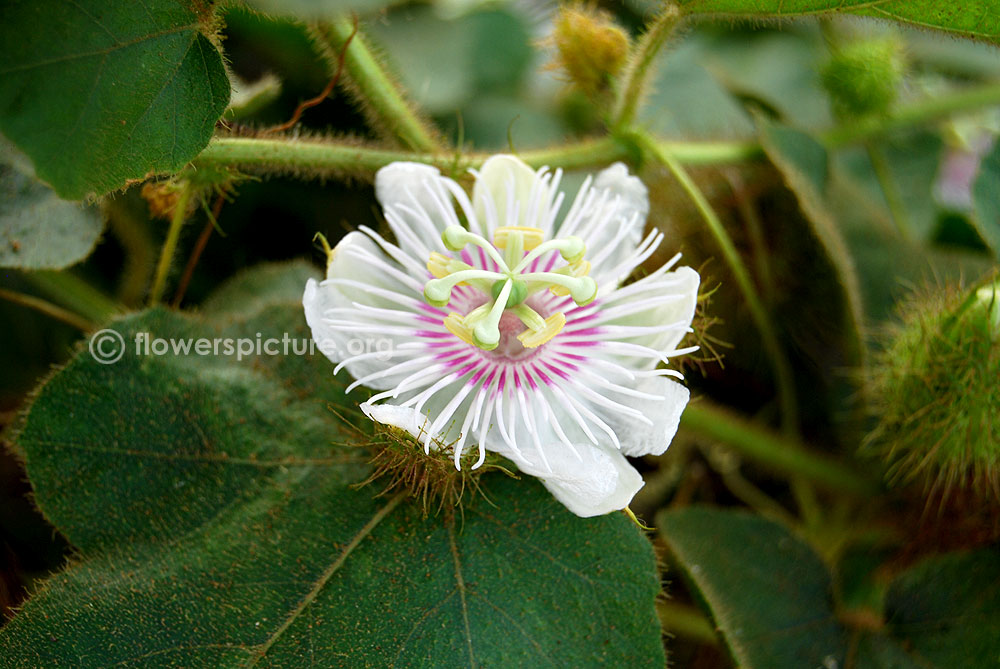 Matured flower