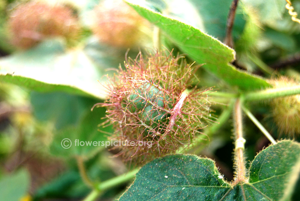 Matured fruit covered by bracts