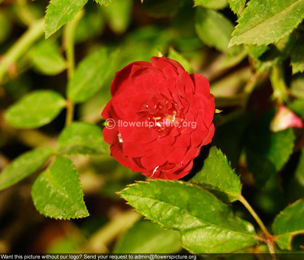 Paneer Rose