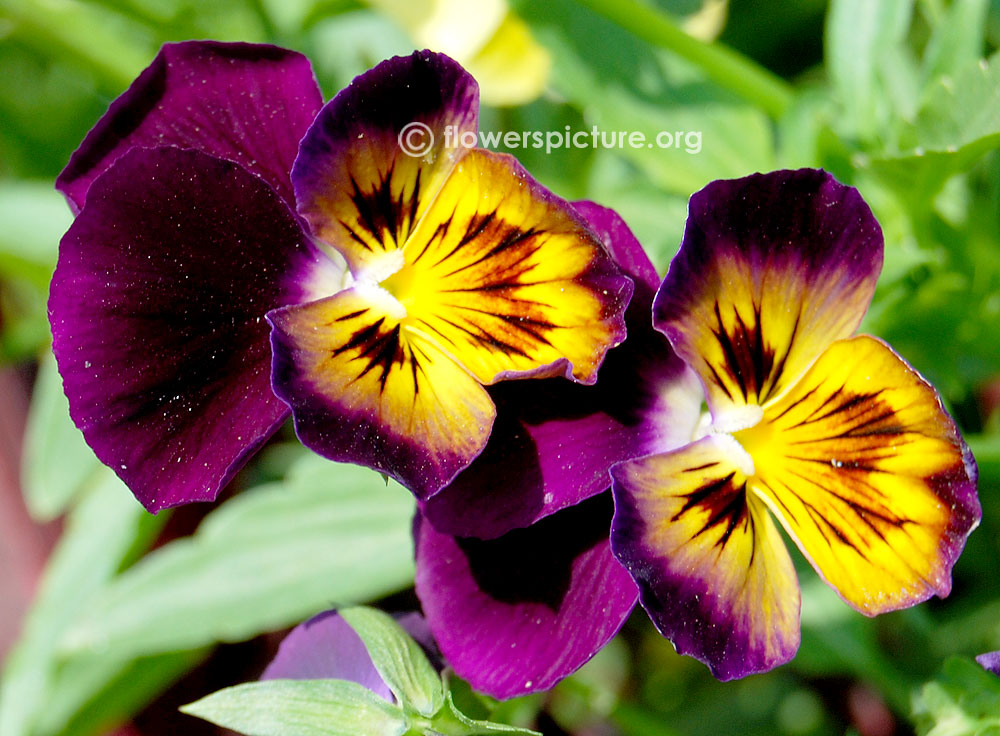 Panola yellow purple pansy