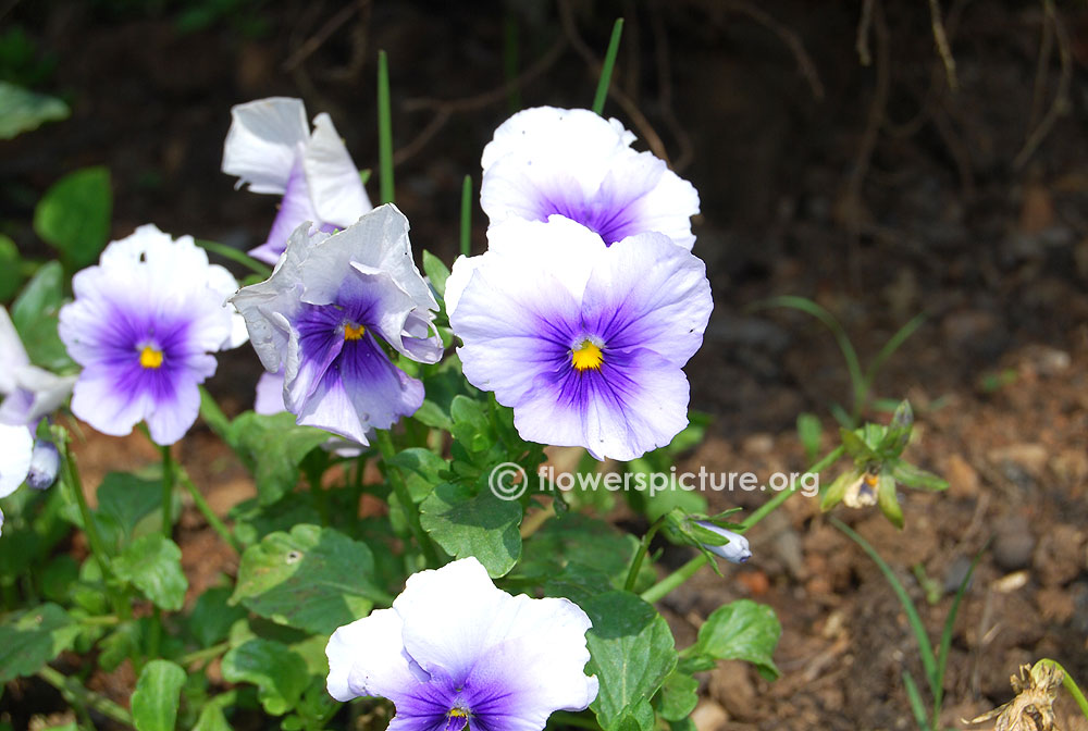 Pansy plentifall frost Plant & Foliage