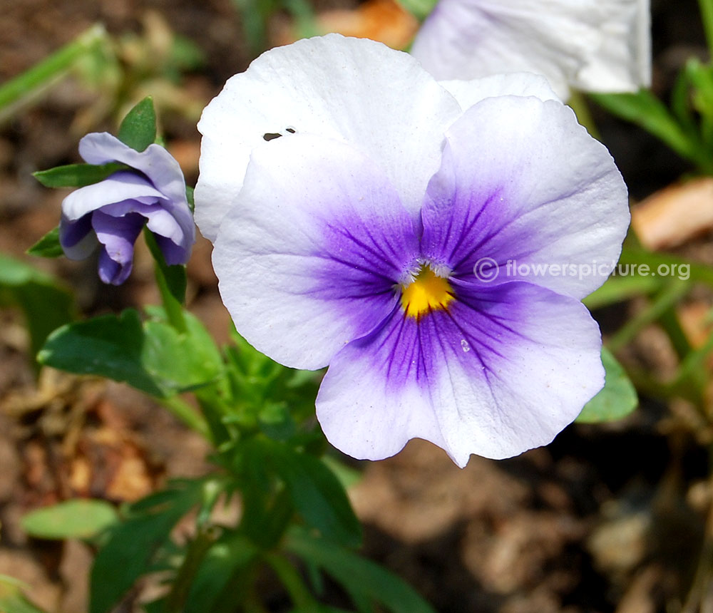 Pansy plentifall frost