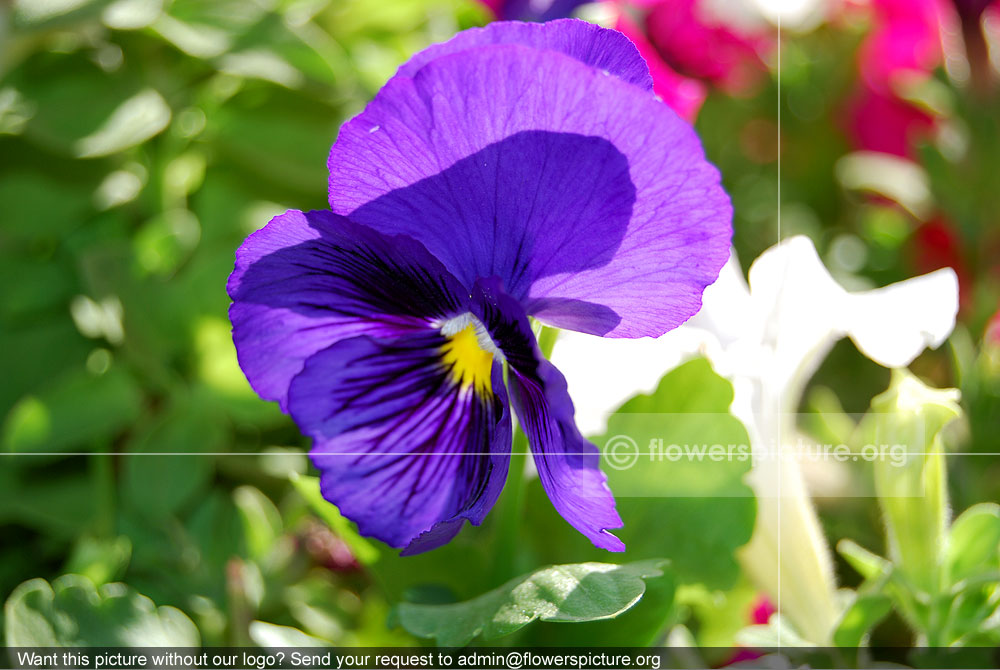 Pansy Purple Cultivar