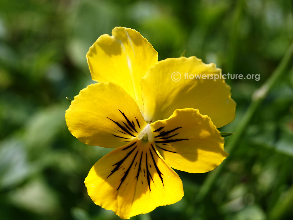 Pansy yellow