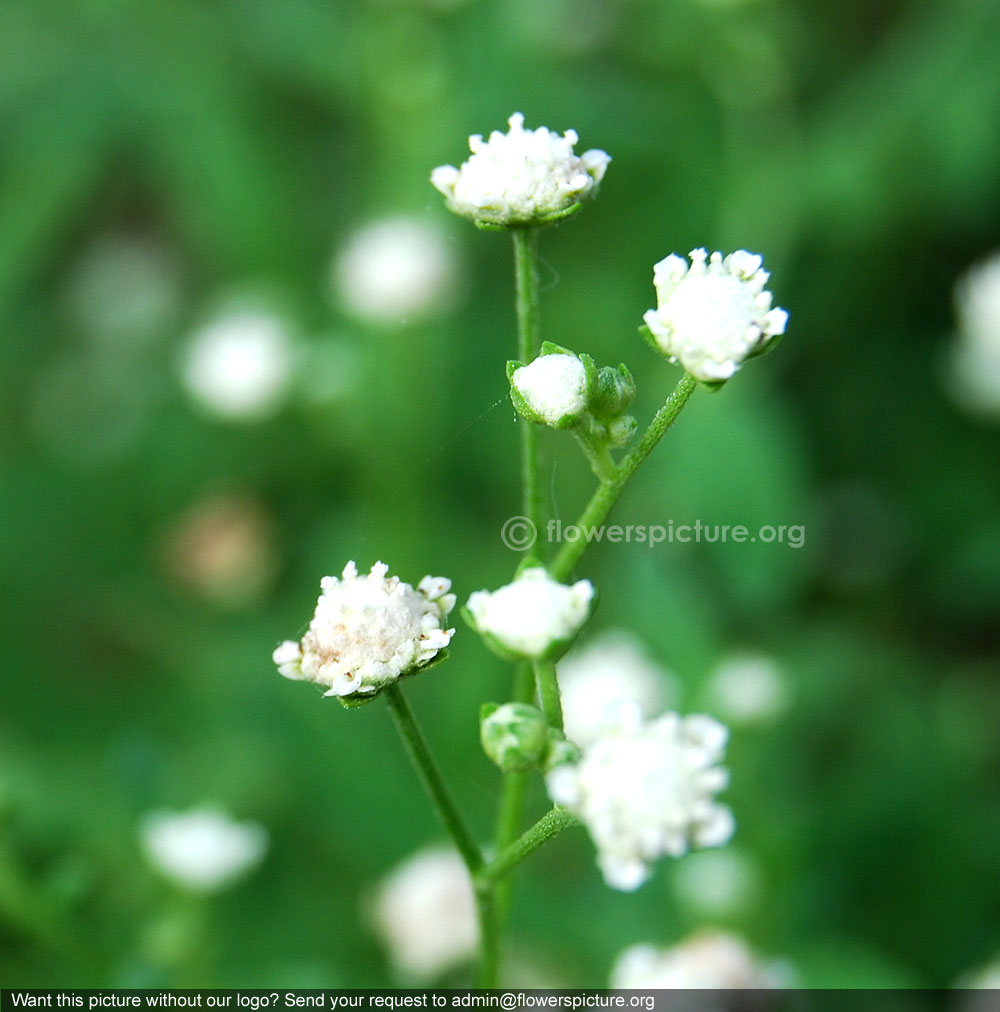 Parthenium hysterophorus