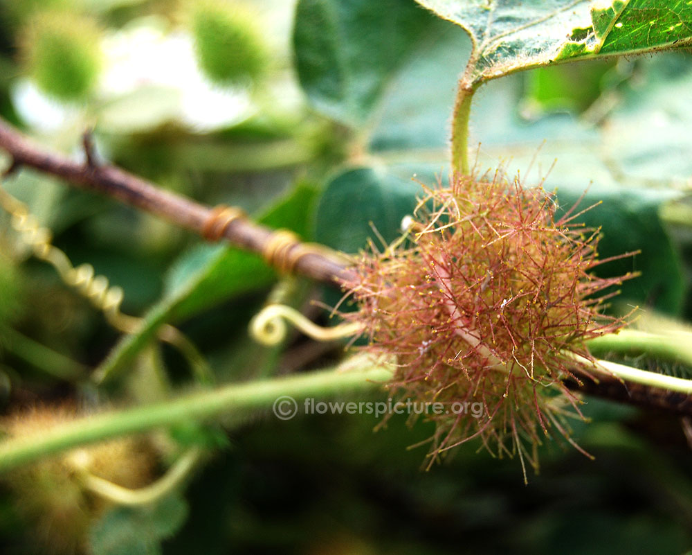 Passiflora foetida-developing fruit stage1