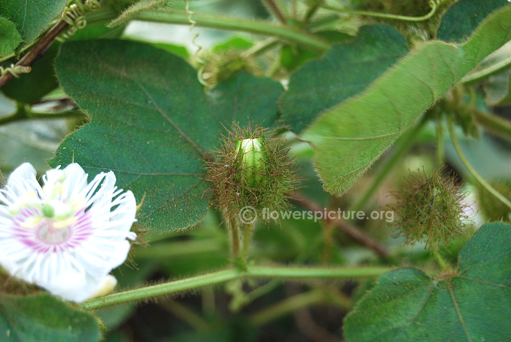 Passiflora foetida flower buds