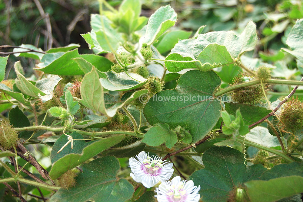 Passiflora foetida foliage