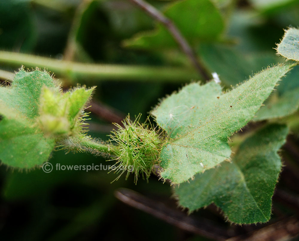 Passiflora foetida fruit