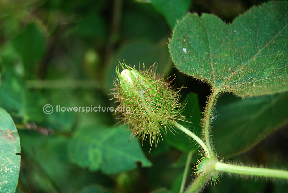 Passiflora foetida-Leaves, Flower buds, Hairy stems