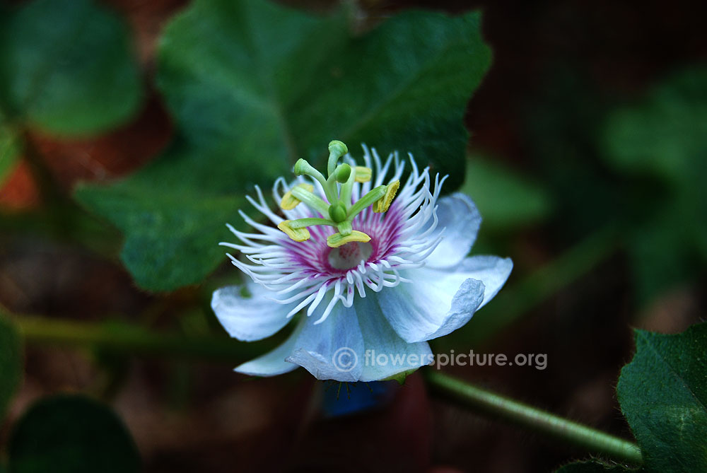 Passiflora foetida